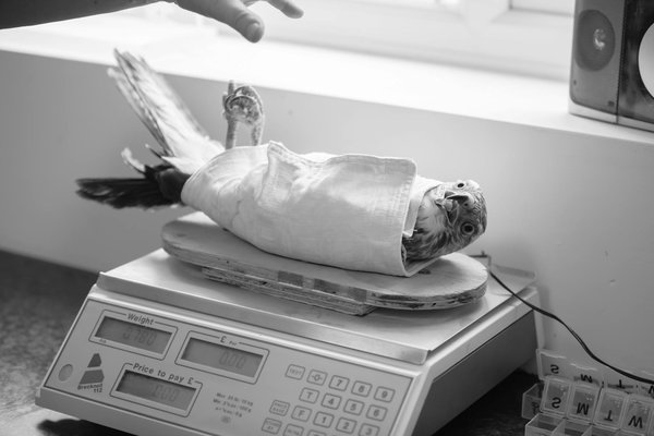 Welche Hunde eignen sich am besten für das Stadtleben?