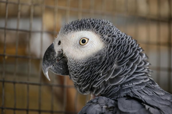 Welche Hundefuttermarken sind am gesündesten?