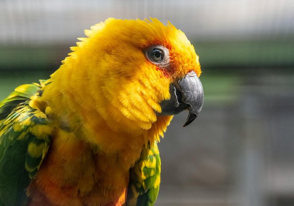 Welche Katzenrassen sind am pflegeleichtesten?